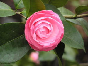 Camellia japonica Peach Blossom             